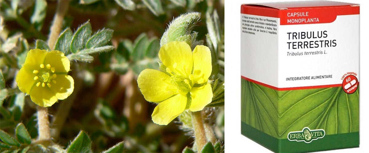 Suplemento tribulus terrestris