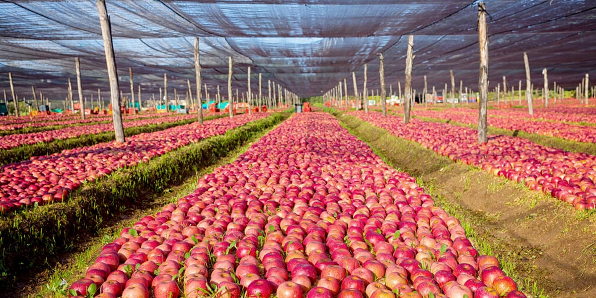 Suplementos de manzana Annurca